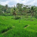Best Lombok Rice Terrace Walking Tour With Waterfall & Monkey - The Value of the Experience