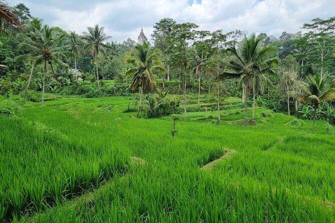 Best Lombok Rice Terrace Walking Tour With Waterfall & Monkey - The Value of the Experience