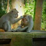 Best of Bali Half Day Tour: Monkey Forest & Tanah Lot Sunset (All Inclusive) - Who Will Love This Tour?