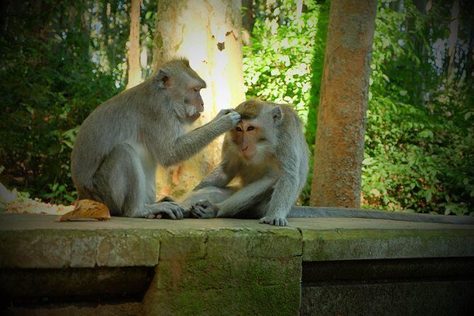 Best of Bali Half Day Tour: Monkey Forest & Tanah Lot Sunset (All Inclusive) - Who Will Love This Tour?