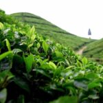 Best of Darjeeling (Guided Halfday Sightseeing Tour by Car) - What to Expect During Your Tour