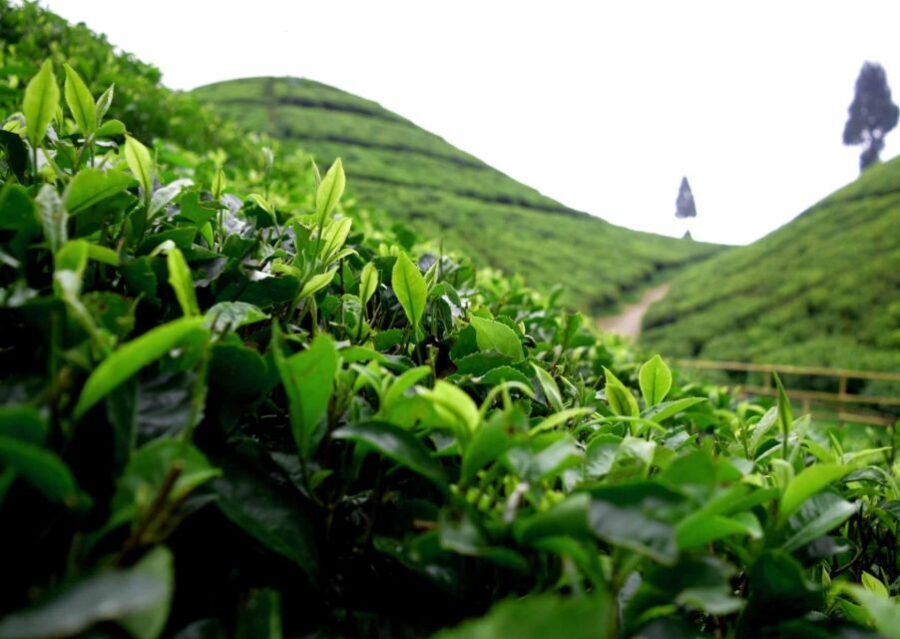 Best of Darjeeling (Guided Halfday Sightseeing Tour by Car) - What to Expect During Your Tour
