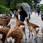 Best of Nara in Full Day Todaiji, Deer Park &Buddha Private Tour - The Sum Up