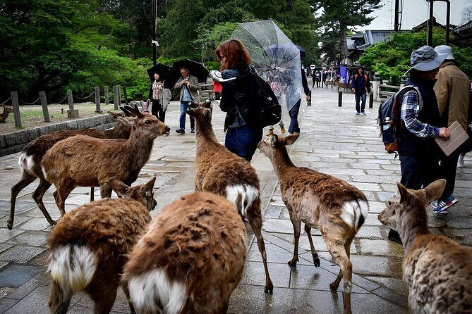 Best of Nara in Full Day Todaiji, Deer Park &Buddha Private Tour - The Sum Up