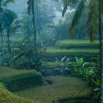 Best of Ubud: Private All-Inclusive Tour with Jungle Swing - Who Is This Tour Best Suited For?