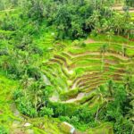 Best of Ubud Tour with Aloha Swing Packages - What the Reviews Say