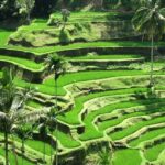 Best of Ubud with Jungle Swing Experience - Who Will Love This Tour?