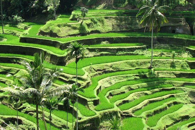 Best of Ubud with Jungle Swing Experience - Who Will Love This Tour?