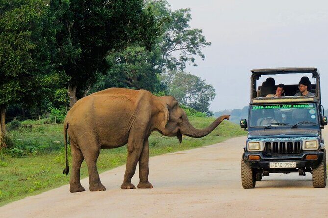 Best Value Yala Safari: Spot Leopards, Elephants & Bears (Shared) - Who This Tour Is Best For