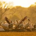 Bharatpur Bird Sanctuary Tour with Pickup and Drop - Exploring the Bharatpur Bird Sanctuary: What to Expect