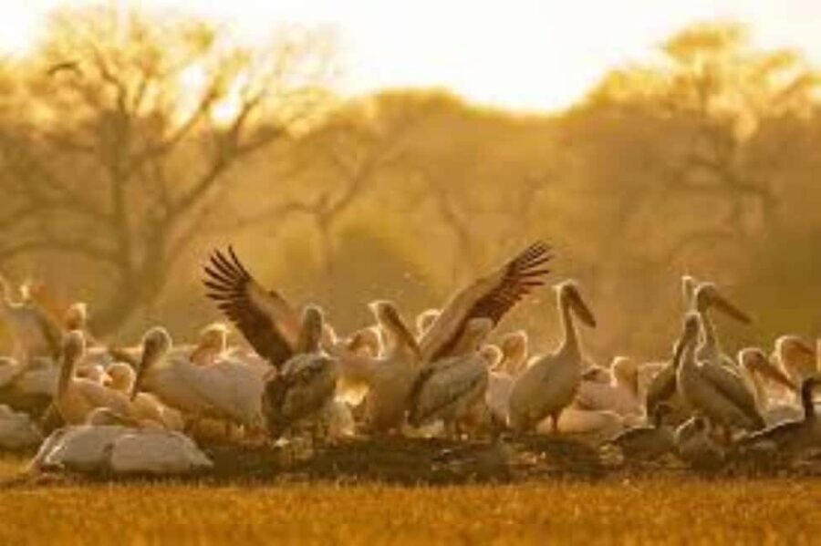Bharatpur Bird Sanctuary Tour with Pickup and Drop - Exploring the Bharatpur Bird Sanctuary: What to Expect