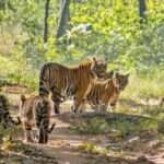 Bhopal: 3-Day Satpura National Park Safari Tour - Who Should Consider This Tour?