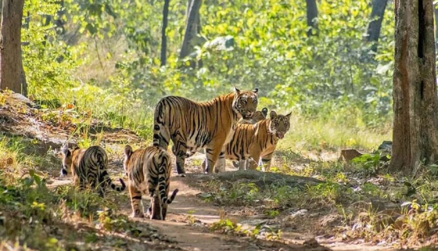 Bhopal: 3-Day Satpura National Park Safari Tour - Who Should Consider This Tour?