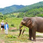 Big Boy Elephant Sanctuary and Bamboo Rafting Experience - What the Reviews Say