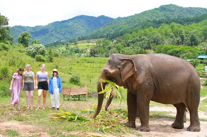 Big Boy Elephant Sanctuary and Bamboo Rafting Experience - What the Reviews Say