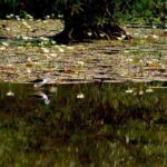 Bird watching in Colombo Wetlands- Guided Bird Walks - Final Thoughts: Is This Tour for You?