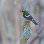 Bird Watching in the Nature Around Nikko Toshogu Shrine - Analyzing the Value
