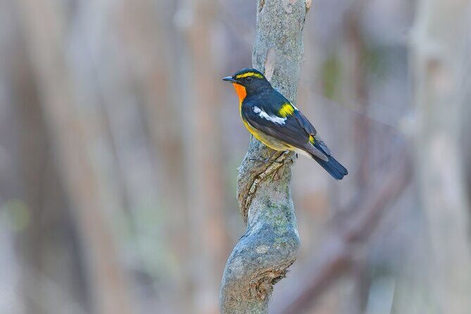 Bird Watching in the Nature Around Nikko Toshogu Shrine - Analyzing the Value