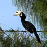 Birdwatching: Desaru's Winged Gems - The Benefits of a Small, Private Tour