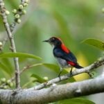 Birdwatching Tour in Langkawi - What to Expect from Your Birdwatching Experience in Langkawi