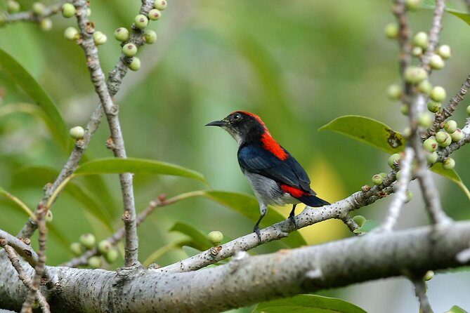Birdwatching Tour in Langkawi - What to Expect from Your Birdwatching Experience in Langkawi