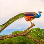 Birdwatching Walk in Thalangama Wetland from Colombo - Valuing Your Experience