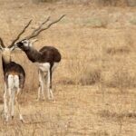 Bishnoi Village Safari - Who Should Consider This Tour?