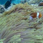 Blue lagoon and tanjung jepun snorkling all inclusive - Who Is This Tour Best For?