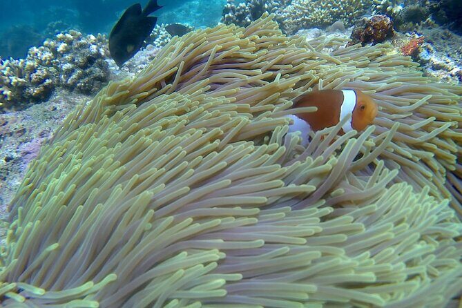 Blue lagoon and tanjung jepun snorkling all inclusive - Who Is This Tour Best For?