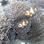 Blue Lagoon & Tanjung Jepun Snorkeling Private Tour - Why This Tour Stands Out