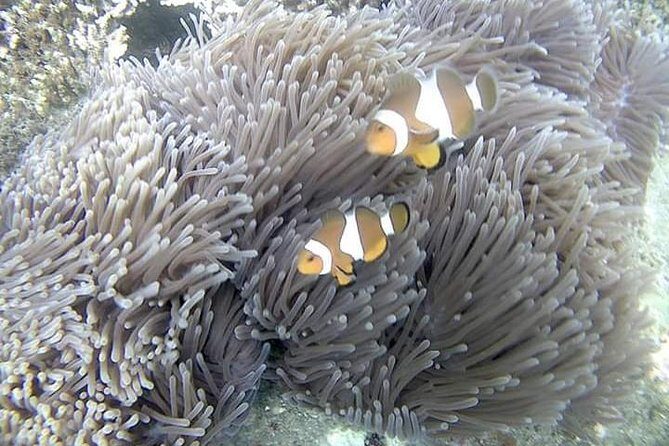 Blue Lagoon & Tanjung Jepun Snorkeling Private Tour - Why This Tour Stands Out