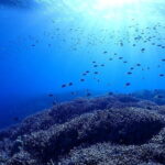 Boat Fundive 2Dives Minna, Sesoko , Motobu Okinawa - Exploring the Experience: What You Can Expect