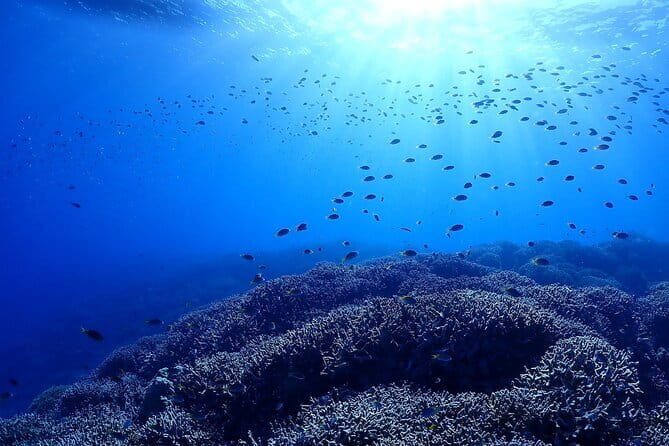 Boat Fundive 2Dives Minna, Sesoko , Motobu Okinawa - Exploring the Experience: What You Can Expect