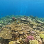 Boat Snorkeling Trip 1 Round Minna, Sesoko , Motobu Okinawa - FAQs