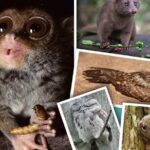 Bohol: Bilar - Night Safari Tour - Final Thoughts