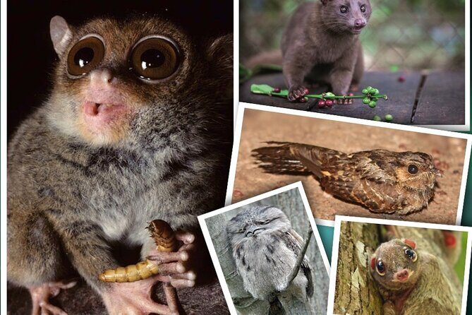 Bohol: Bilar - Night Safari Tour - Final Thoughts