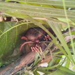 Bohol: Chocolate Hills, Loboc River Cruise, and Buffet Lunch - Practical Details and Tips