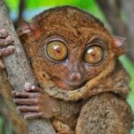 Bohol Countryside Day Tour from Cebu City or Mactan - Best Seller - Final thoughts