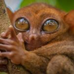 Bohol Countryside Tour: Chocolate Hills, Tarsier and Loboc River - What the Tour Includes and What It Lacks