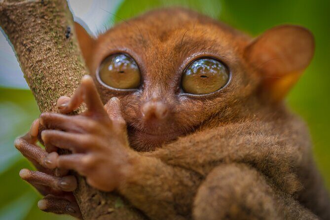 Bohol Countryside Tour: Chocolate Hills, Tarsier and Loboc River - What the Tour Includes and What It Lacks