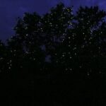Bohol Firefly Watching (Private) - Practical Tips for a Great Experience