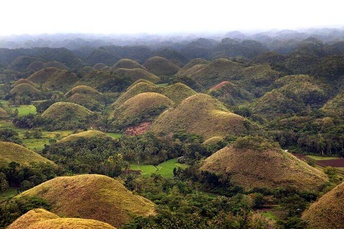Bohol Highlights Tour: Chocolate Hills, Tarsier Spotting and Loboc River Cruise - Who Will Love This Tour?