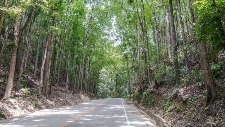 Bohol: Private Countryside Tour with Buffet Lunch - A Practical Guide to the Bohol Countryside Experience