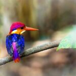 Bondla Wildlife Sanctuary with Lunch in Spice Plantation in Goa - Transportation, Guides, and Overall Experience