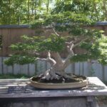 Bonsai Museum & Bonsai Experience - Strolling Through Bonsai Village