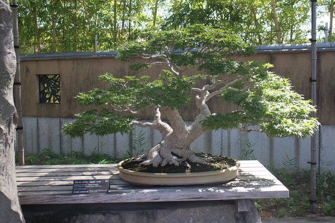 Bonsai Museum & Bonsai Experience - Strolling Through Bonsai Village