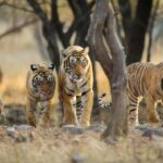 Book Tiger Safari Same Day Tour/Ranthambore Tiger Hub - Is This Tour Worth It?