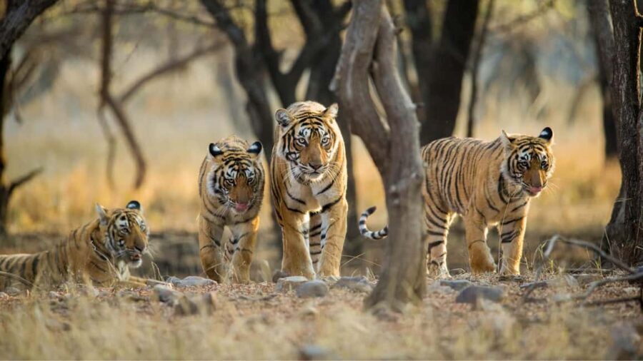 Book Tiger Safari Same Day Tour/Ranthambore Tiger Hub - Is This Tour Worth It?