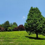 Boseong Tea Plantation & Suncheon National Garden[Train+Bus] - Authentic Experiences and Local Flavors