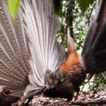 Bukit Lawang Jungle Trek Sumatran Safari - Why This Tour Offers Great Value